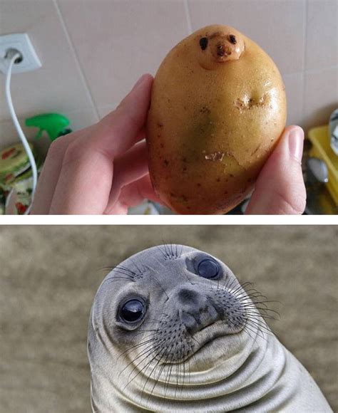 20+ things that are hilariously similar to each other